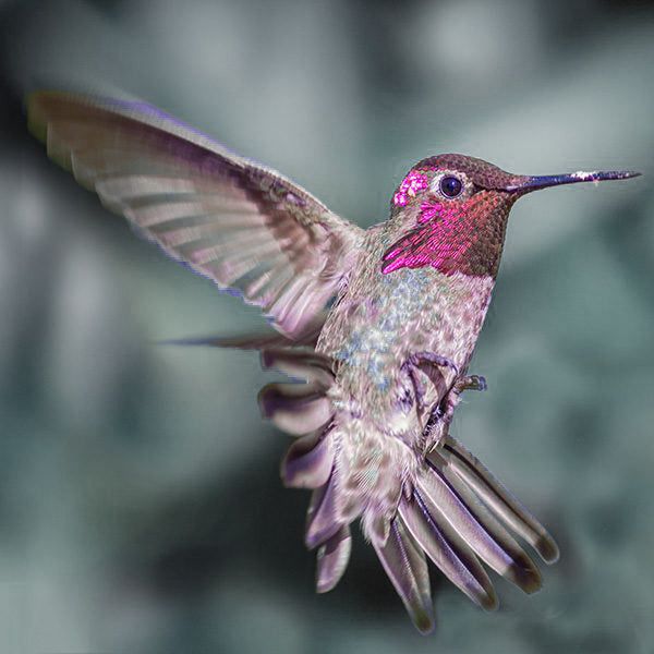 Reflecting on Our Pollinator Project: A Tribute to Nature's Helpers